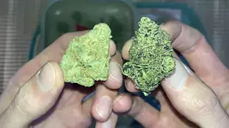 KASA VERDE | WHITE COOKIES |  NON IRRADIATED  UK MEDICAL CANNABIS PATIENT  FLOWER REVIEW 