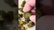 Medical Bud Reviews Video Thumbnail