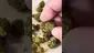 Video Thumbnail: Medical Bud Reviews
