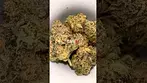 27% Modified Gas Preview - Medical Cannabis Strain by Green Karat