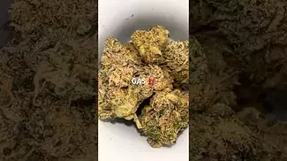 27% Modified Gas Preview - Medical Cannabis Strain by Green Karat