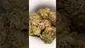 Video Thumbnail: High Jack