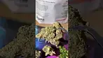 Papers - Gushface #ukmedicalcannabis