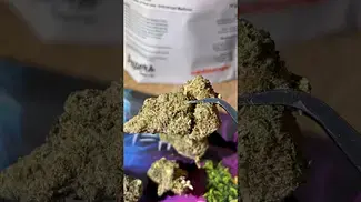 Papers - Gushface #ukmedicalcannabis