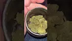 Papaya Bantz-BNM  #fypシ #medicalcannabis #legalcannabis #420