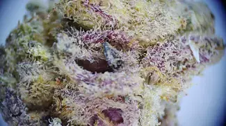 Good Supply Reserve Cherry Cheesecake Part 3: SCOPE FOOTAGE/PURPL PRO RESULTS