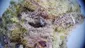Video Thumbnail: Smacksalad