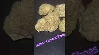 Sumo ~ Cement Shoes T23 Review in description