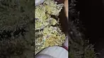 Uk Medical Flower. Broken Coast Amnesia Haze 28%. Sticky icky. Sweet citrus.