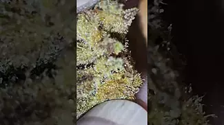 Uk Medical Flower. Broken Coast Amnesia Haze 28%. Sticky icky. Sweet citrus.