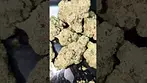 UPSTATE CAP JUNKY (UK PRESCRIPTION MEDICATION)