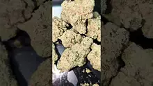 PrescribedBouquet Video Thumbnail