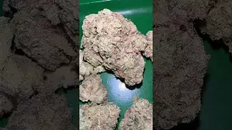 AAAA gelato orange cake uk medical  #uk #medical #patient #youtubeshorts #flowers