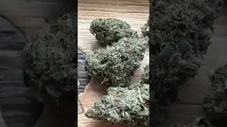Uklegal #kasaverde GreaseMonkey 24%thc #medicated #medicalcannabis #ukmedicalcannabis #medbud