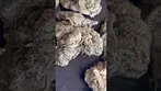 4pt Animal Face 25%thc 1%cbd #medicalcannabis #medicated #cannabiscommunity #420