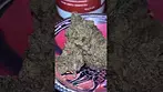 Herdade Das Barrocas ~ Tigerz Eye (21.7%)