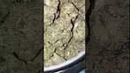 Looks Nice