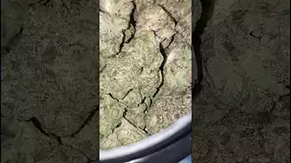 Looks Nice
