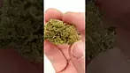 ANA - Stolo Haze | UK Med #shorts