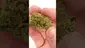 Video Thumbnail: Becky's Buds