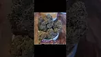 Modified Gas - Green Karat MG Medical Cannabis UK #montu #cannabis #education #review #uk