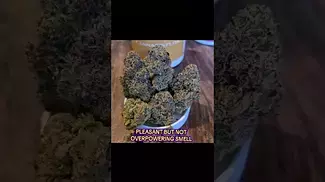 Modified Gas - Green Karat MG Medical Cannabis UK #montu #cannabis #education #review #uk