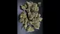 Video Thumbnail: UK Medicanna