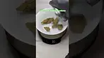 HighGreens: Atomic Slurricane pack opening & weigh