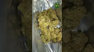 Sundaze - Pink Snowcone - UK Medical Flower - first look 