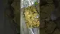Video Thumbnail: VIP THC