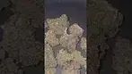 Pomegranate Shake From Cookies UK Medical Flower First Impressions