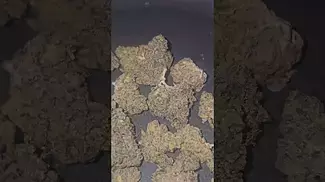Pomegranate Shake From Cookies UK Medical Flower First Impressions
