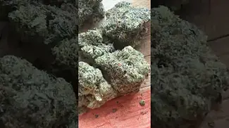 Uklegal #bignarstie #bignarstiemedical Rainbow Sherbet 23%thc1%cbd #medicated #medicalcannabis