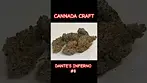 Cannada Craft Dante's Inferno #8 #ukmedicalcannabis #patientexperience #shortsfeed #medicalcannabis