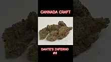 HighStandards420 Video Thumbnail