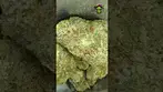 All Nation | Mac Doughnut | UK Medical Flower | First Look