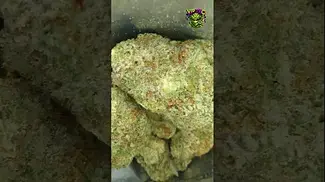 All Nation | Mac Doughnut | UK Medical Flower | First Look