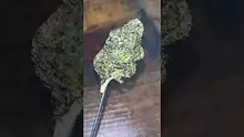 Smokey Mo Video Thumbnail