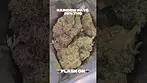 Plantations Ceres Rainbow Pave 29% THC UK Medical Flower