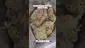 Video Thumbnail: Medicated Mate