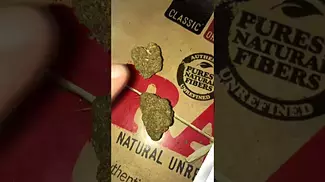LIBERATION LEMON CAKE | UK MEDICAL CANNABIS PATIENT FLOWER VIDEO
