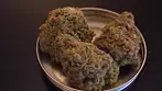 Mac Daddy Mac 3 Cannabis #shorts  Medical Cannabis MC-T22:C1 Releaf Glass Pharms