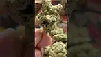 APPLES & GAS T27 NUGS 2 | Apple or Gas?  #Shorts  #ukmedicalcannabis #cannabiseducation #ukmedical