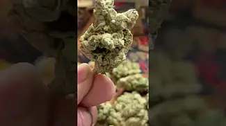 APPLES & GAS T27 NUGS 2 | Apple or Gas?  #Shorts  #ukmedicalcannabis #cannabiseducation #ukmedical
