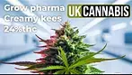 Grow pharma Creamy kees uk medical cannabis from curaleaf