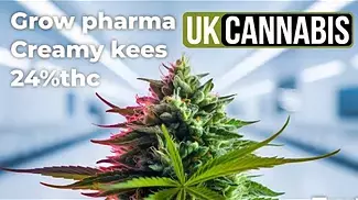 Grow pharma Creamy kees uk medical cannabis from curaleaf