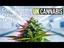 Video Thumbnail: Welcome to the Press