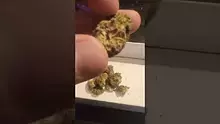 THC Bunny Video Thumbnail