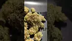 GRASSROOTS BLUE DREAM (UK PRESCRIPTION MEDICATION)