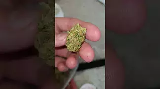NEW Medical cannabis prescription Chapel of love